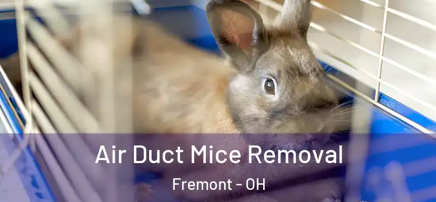  Air Duct Mice Removal Fremont - OH